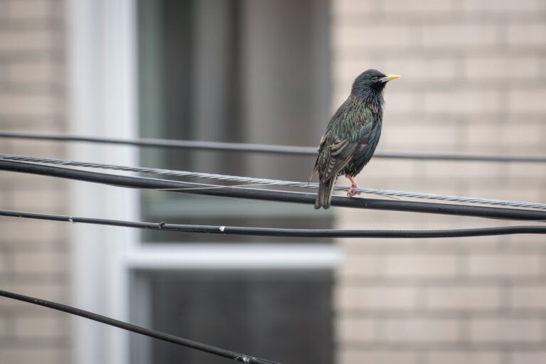 A European Starling perches on a wire.