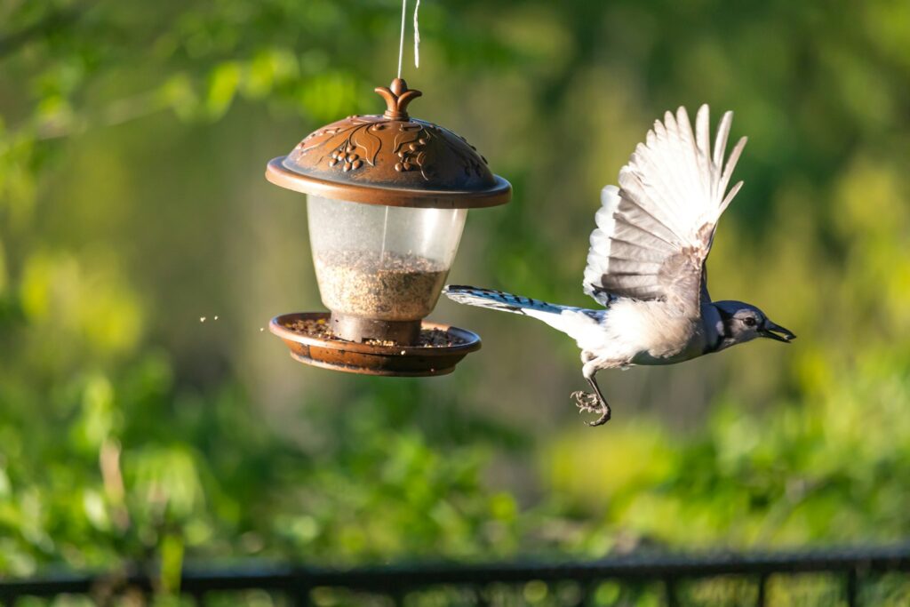 A blue jay flies toward a bird feeder filled with seeds.