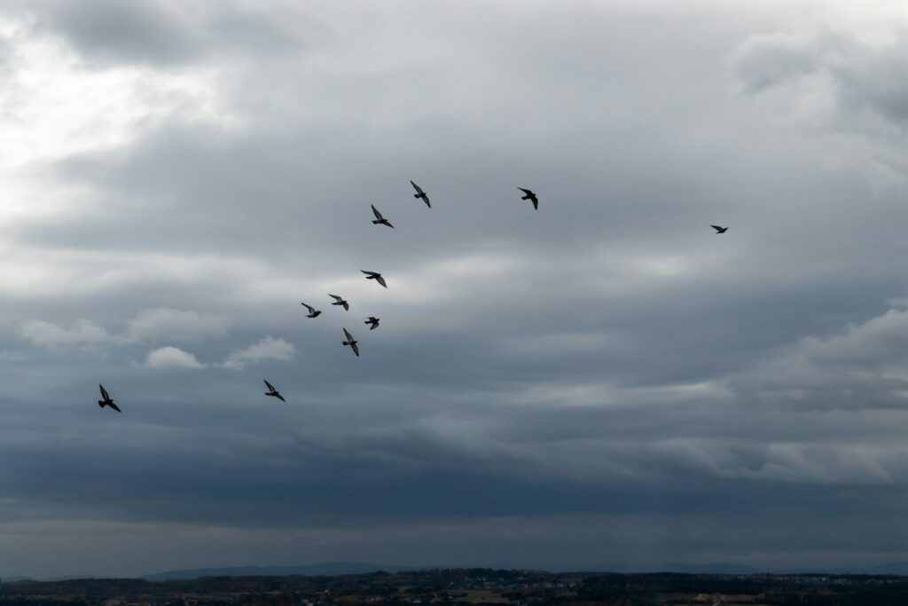 A flock of rock doves (pigeons) flies against a cloudy sky.