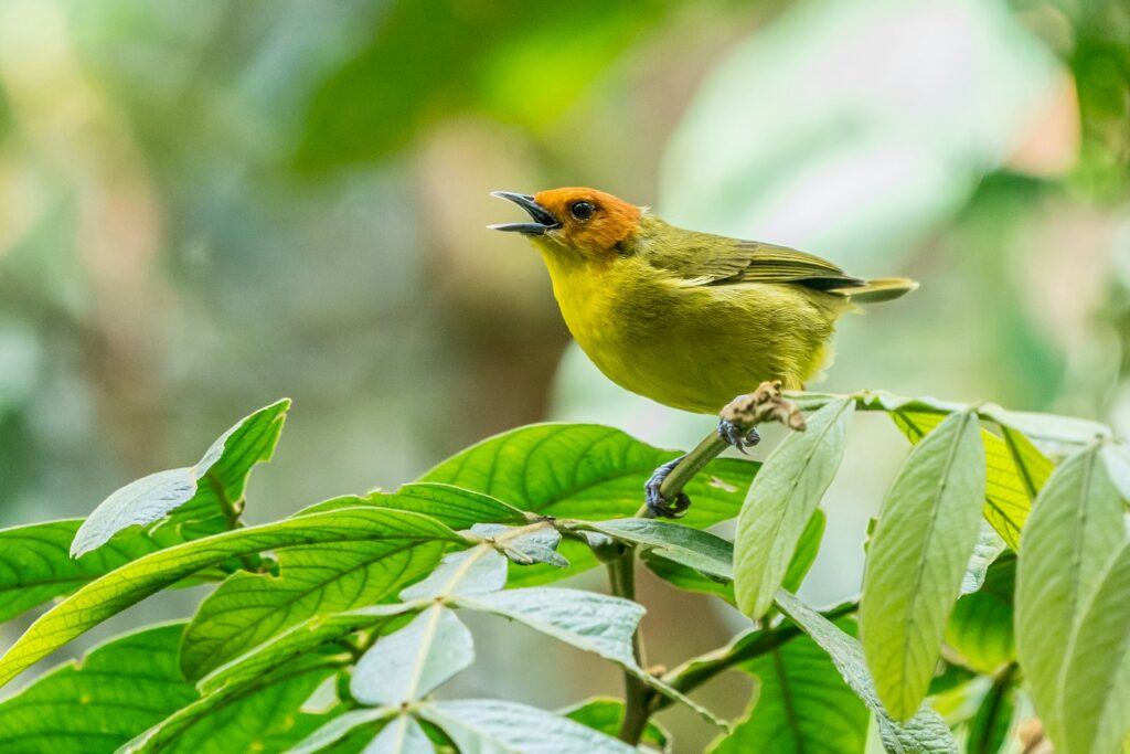 A vibrant Orange-headed Tanager with a bright orange head sings from a leafy branch.
