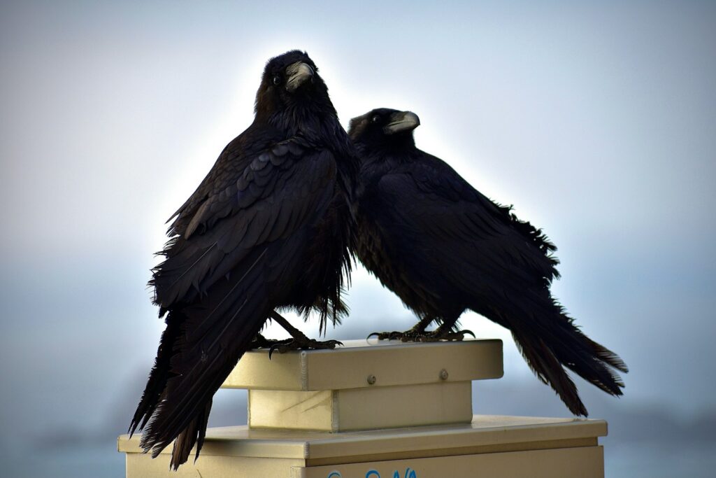 Two black ravens perch closely together on a box.