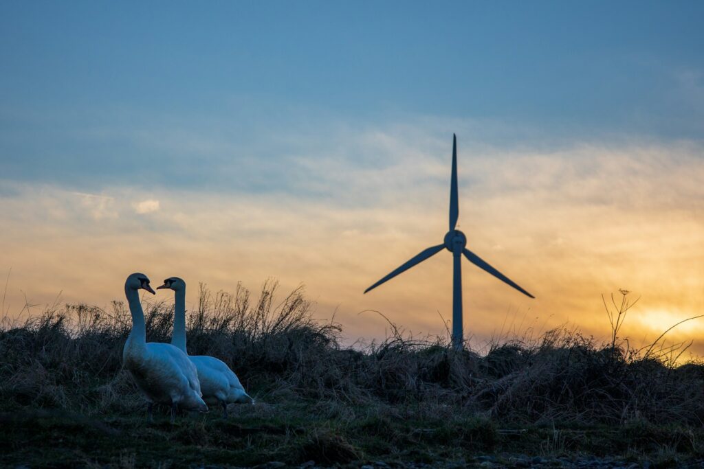 A couple of swans standing next to a wind turbine.