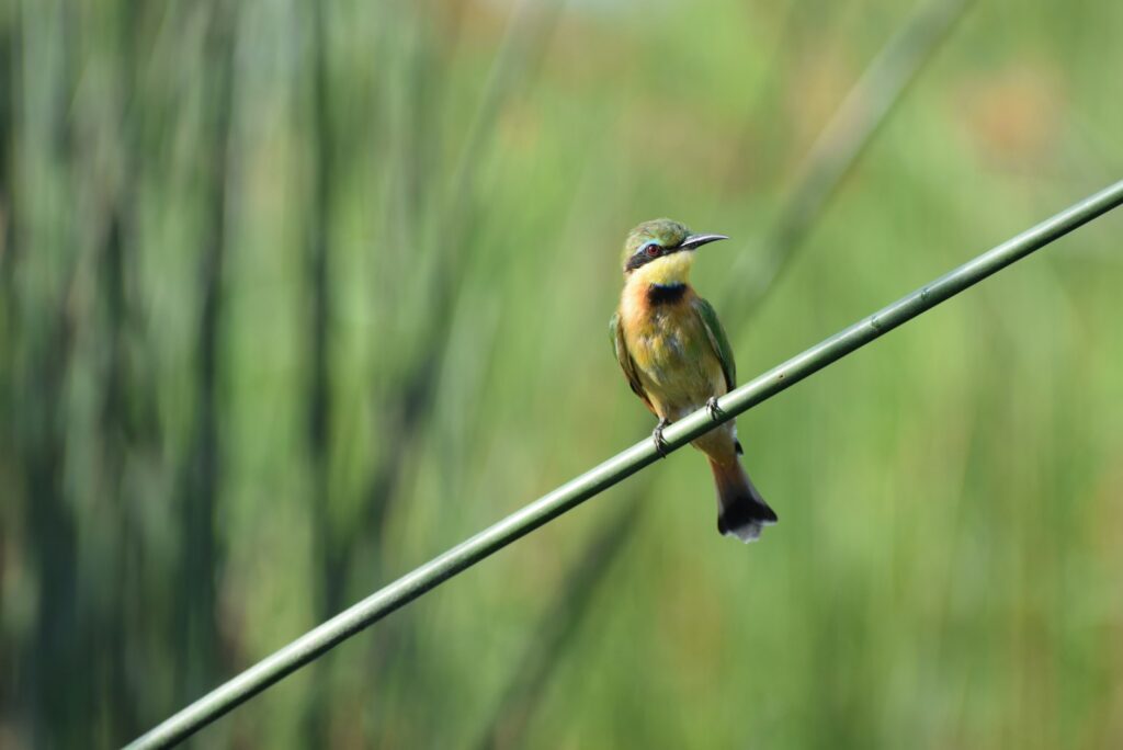A little bee-eater rests on a thin wire.