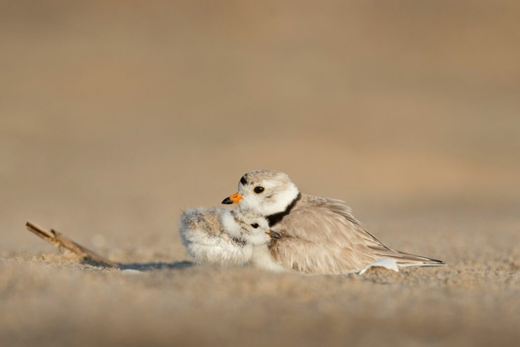 A piping plover adult gently shelters a tiny, fluffy chick on a sandy surface.