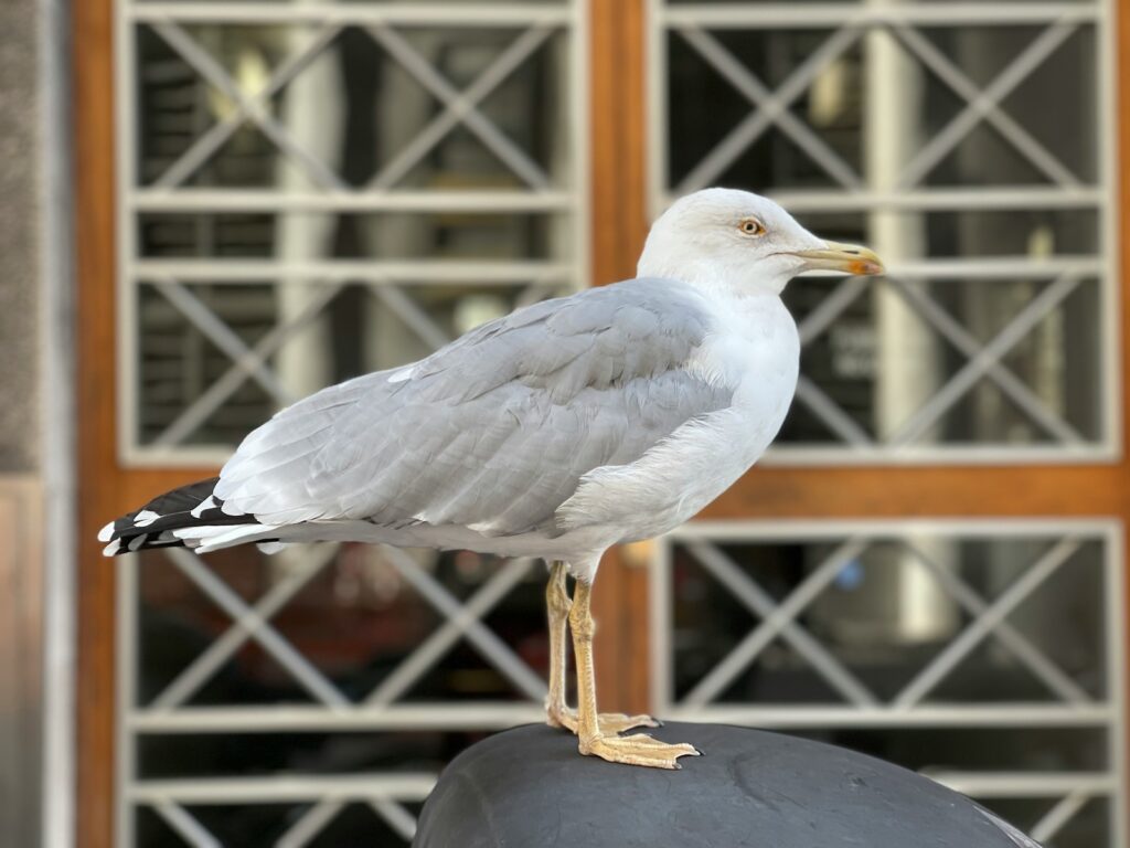 A gull with white and gray plumage stands on a dark surface.