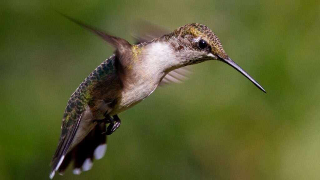 A Ruby-throated Hummingbird hovers in flight.