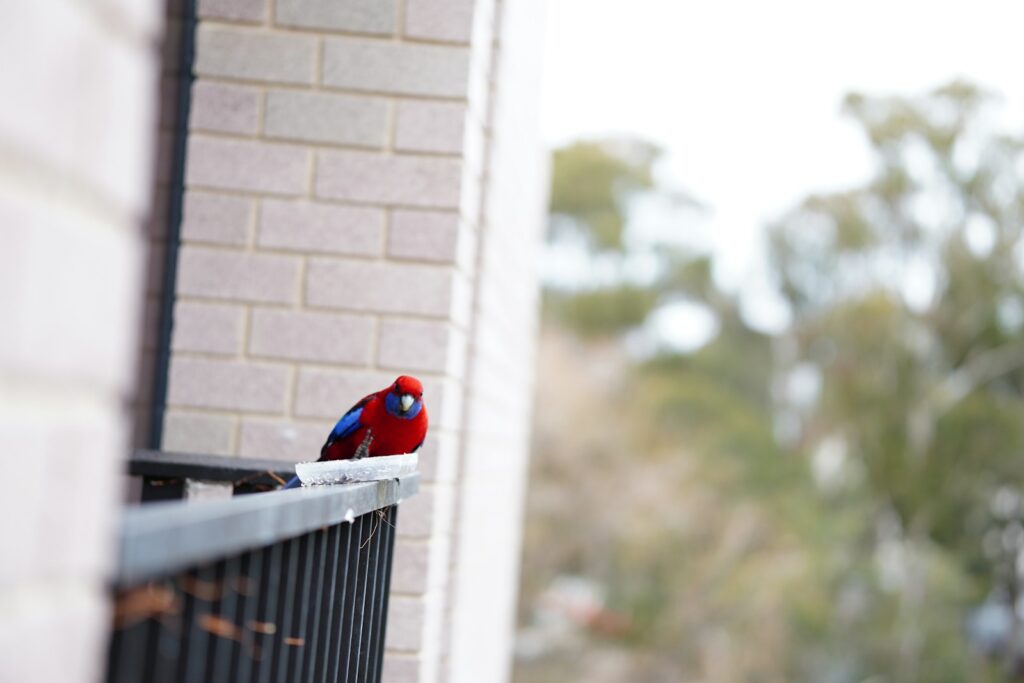 A red and blue bird is sitting on a fence.