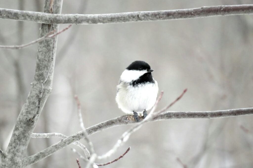 A black-capped chickadee with black, white, and grey feathers perches on a frosted branch.