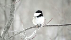 A black-capped chickadee with black, white, and grey feathers perches on a frosted branch.