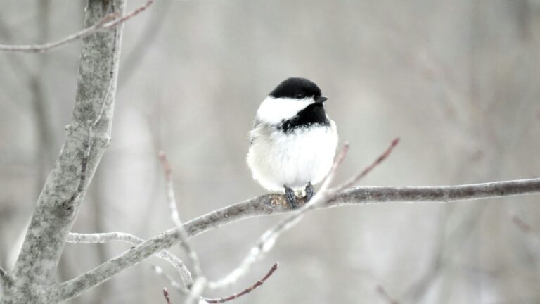 A black-capped chickadee with black, white, and grey feathers perches on a frosted branch.