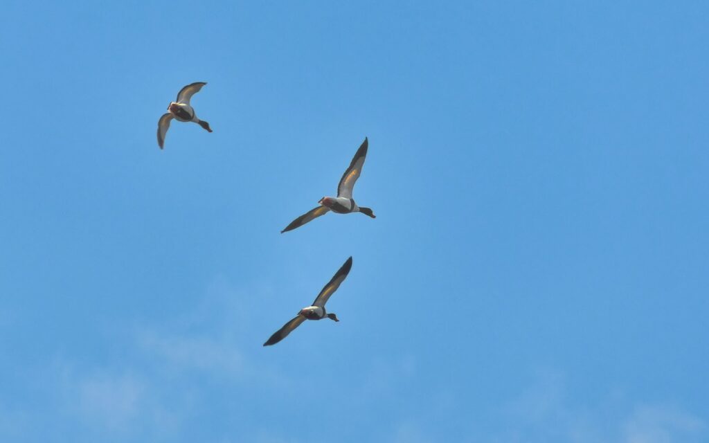 Three swan geese fly against a clear blue sky.