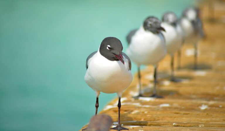 Several laughing gulls with black heads and white bodies stand on a wooden surface near blue water.