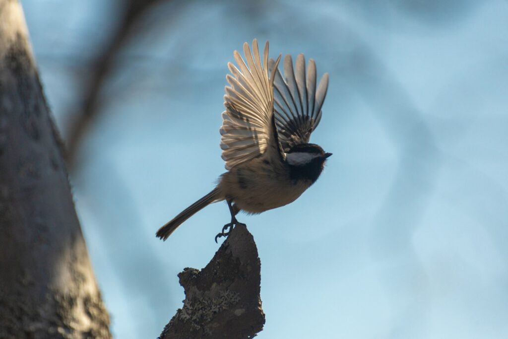 A small bird with its wings spread on a tree branch.