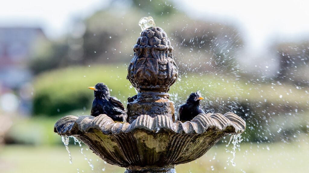 Two dark-plumaged starlings, possibly common starlings, bathe in a bird bath fountain.