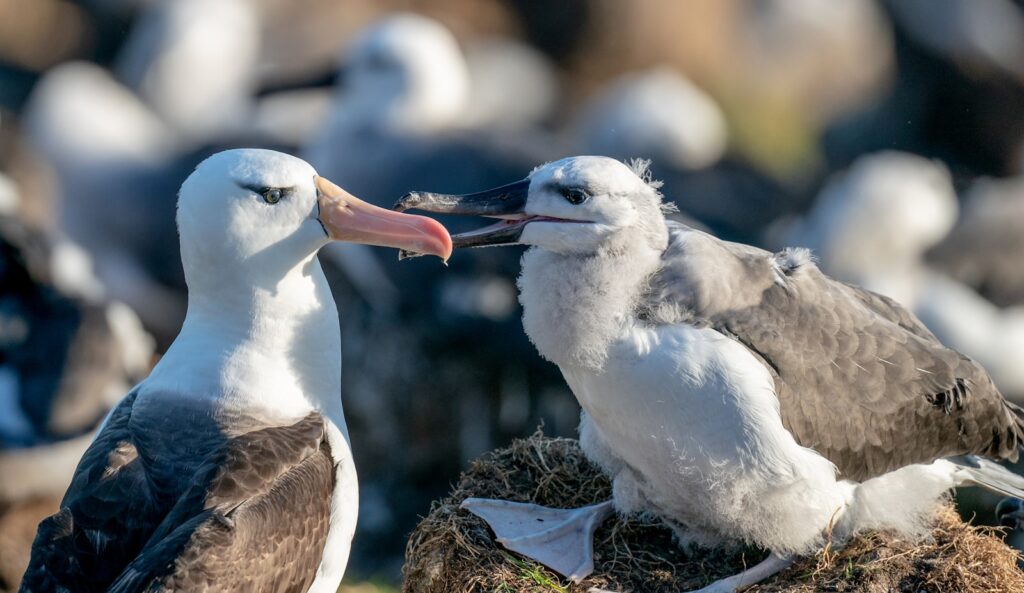 A black-browed albatross with a grey back interacts with its fluffy chick on a nest.