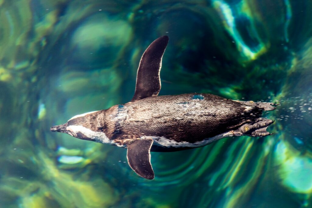 A Humboldt Penguin swims in clear water.