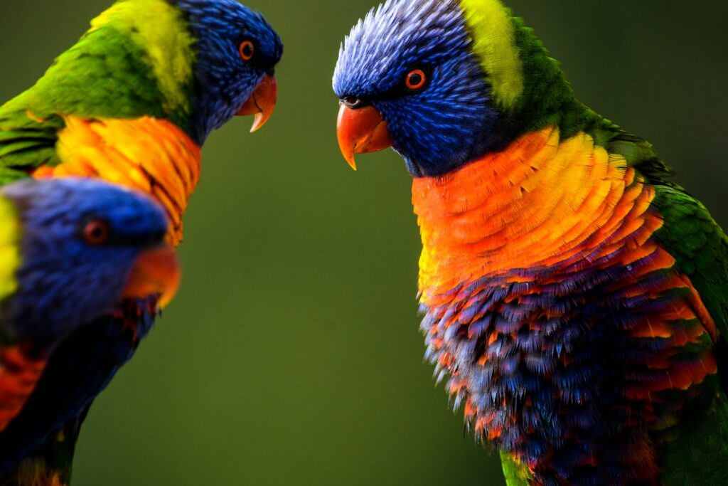 three multicolored birds in close-up photography