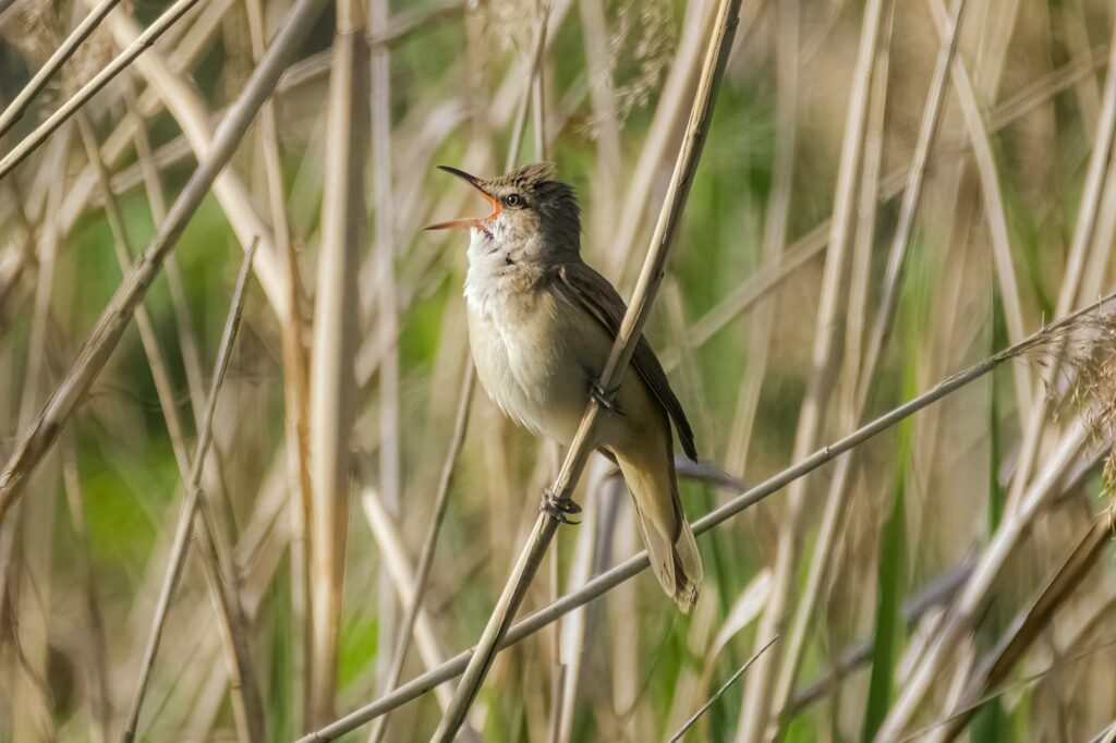 A Great Reed Warbler with brown plumage sings while perched among dry reeds.