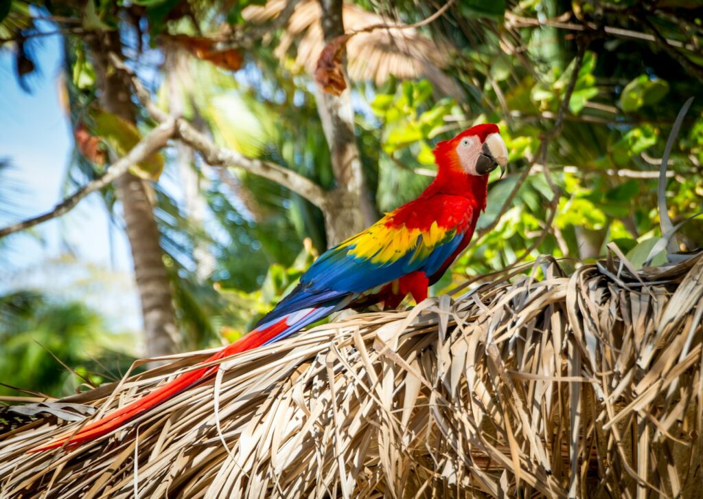 A vibrant scarlet macaw perches on dry palm fronds.
