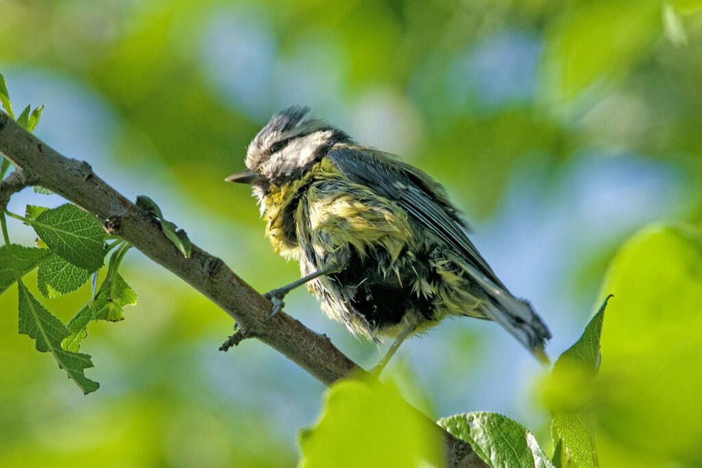A Eurasian blue tit sits ruffled on a branch.