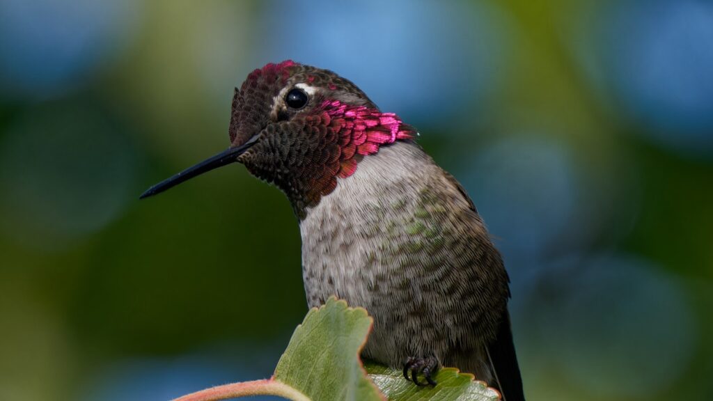 A hummingbird sits on a leaf, looking to the side.