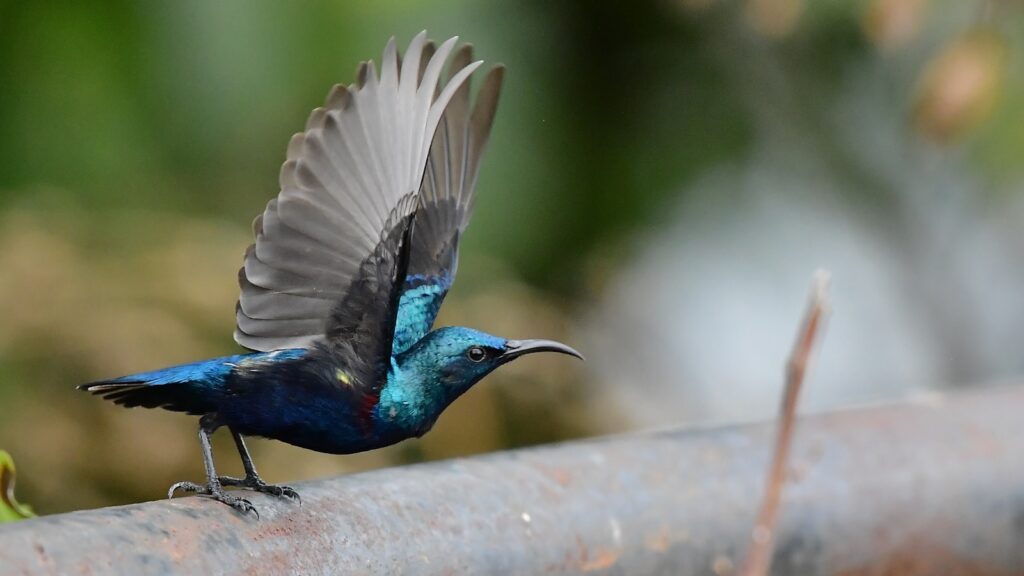 A Purple Sunbird with outstretched wings lands.