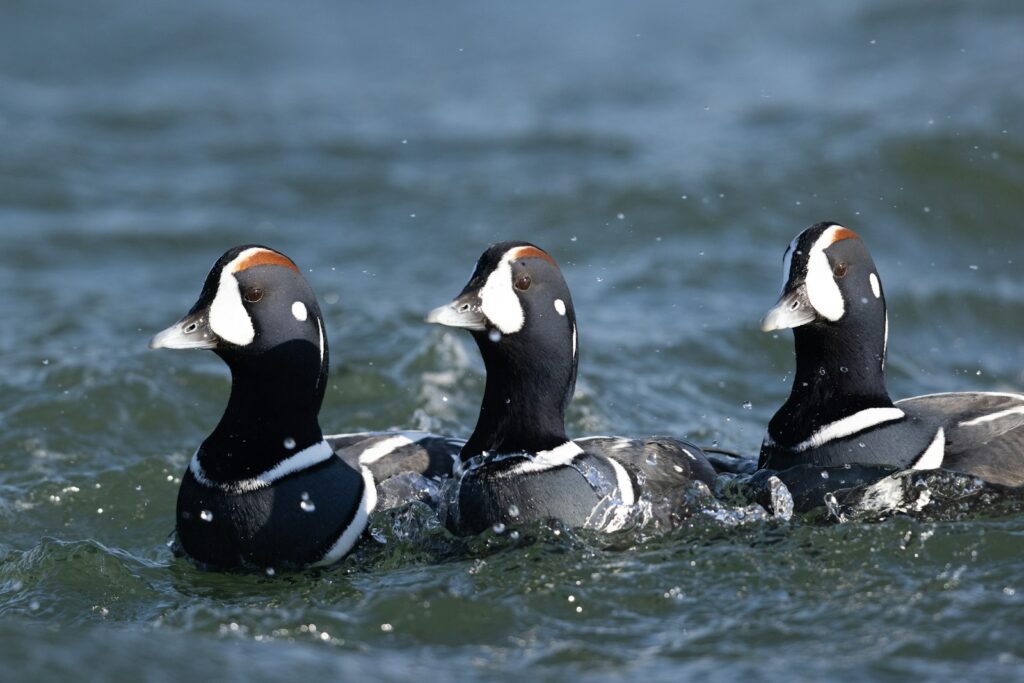 Three Harlequin Ducks swim in the water.