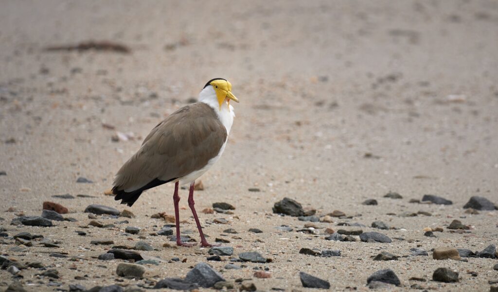 Masked lapwing standing on a stony ground.