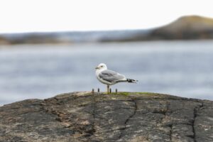 A seagull is standing on a rock by the water.