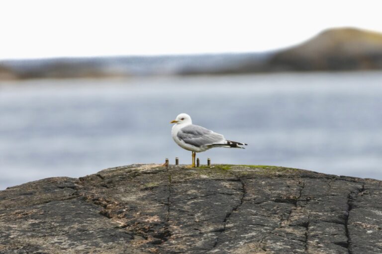 A seagull is standing on a rock by the water.