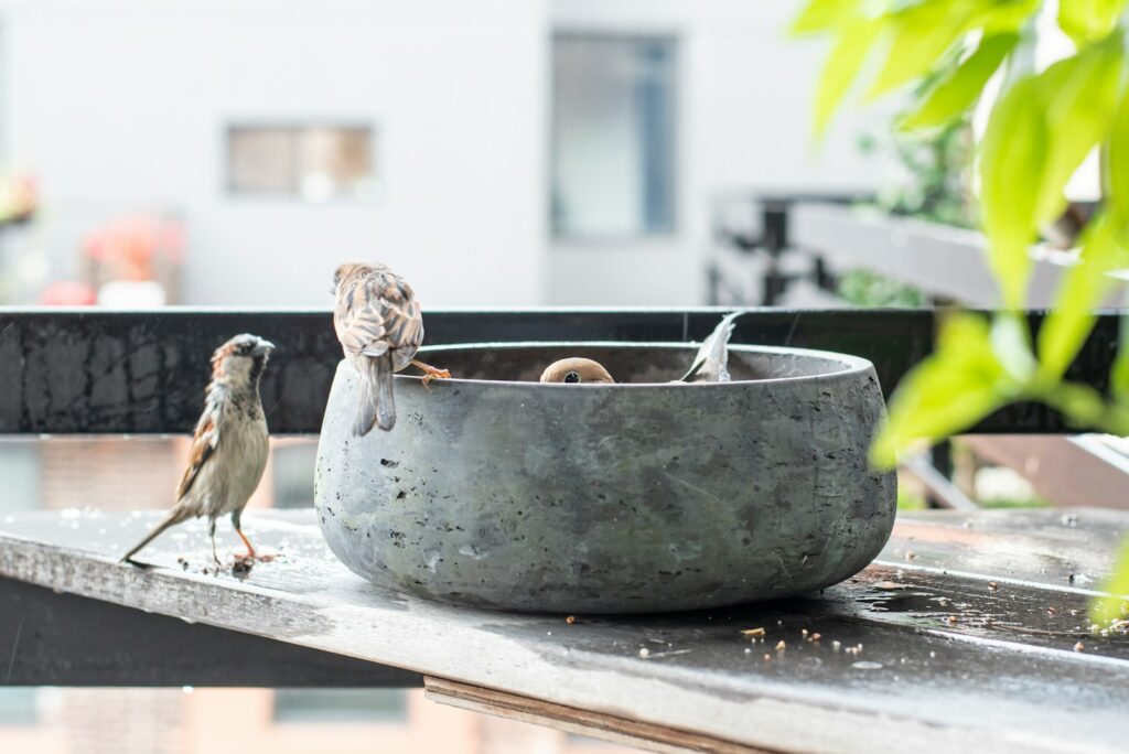 Three House Sparrows are enjoying a bird bath on a wooden surface.