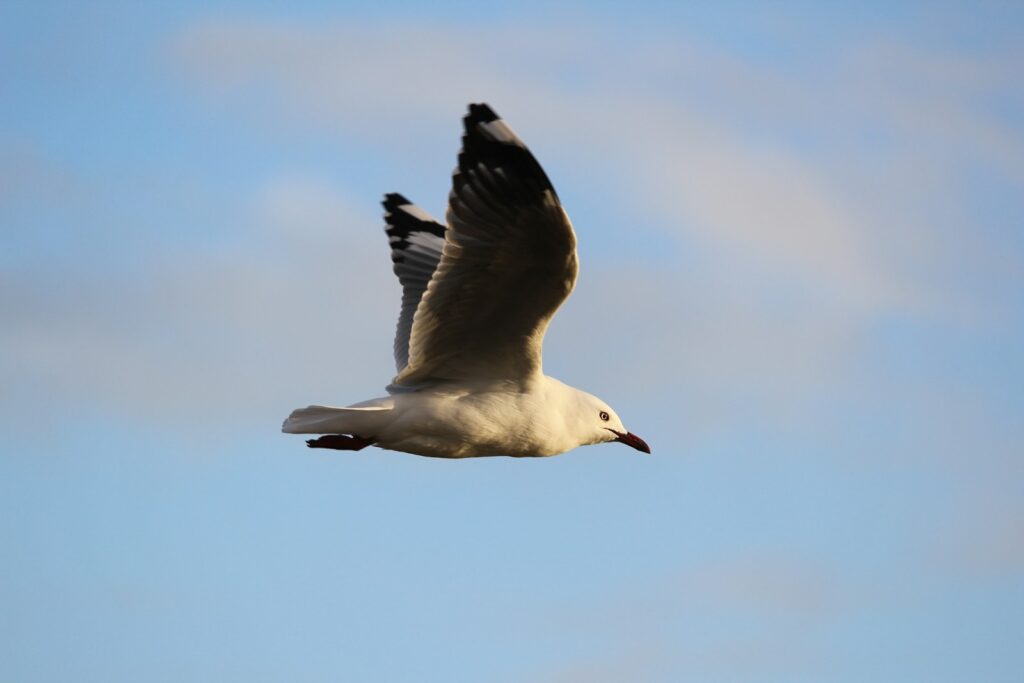 Seagull with dark wingtips soars against a clear, light blue sky.