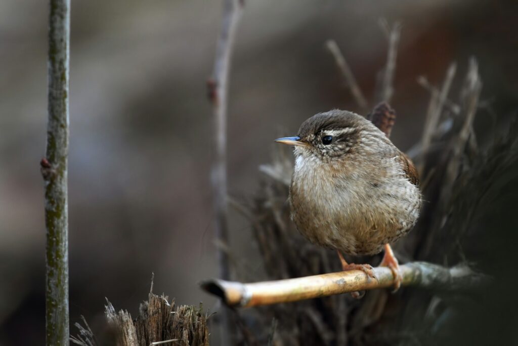 A small wren perches on a twig.
