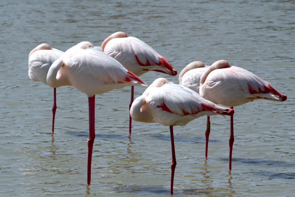 Elegant Flamingos sleep, heads tucked into their feathers.