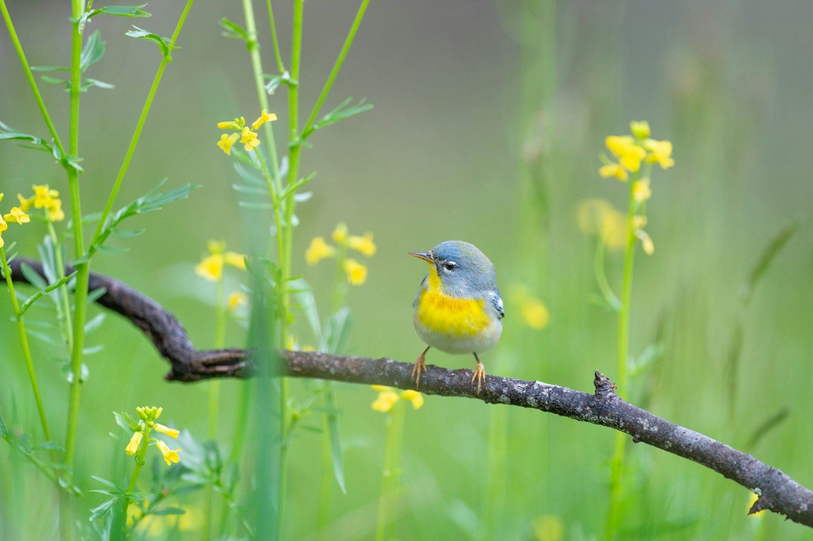 A Northern Parula perches on a branch among delicate yellow wildflowers.