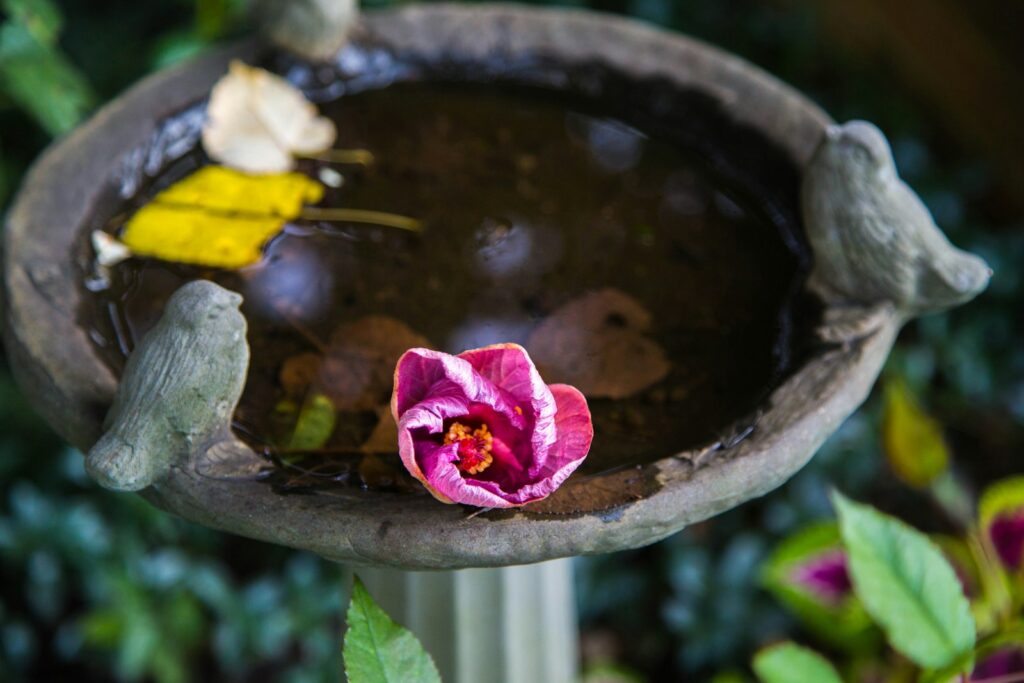 A bird bath contains water, fallen leaves, and a pink hibiscus flower.
