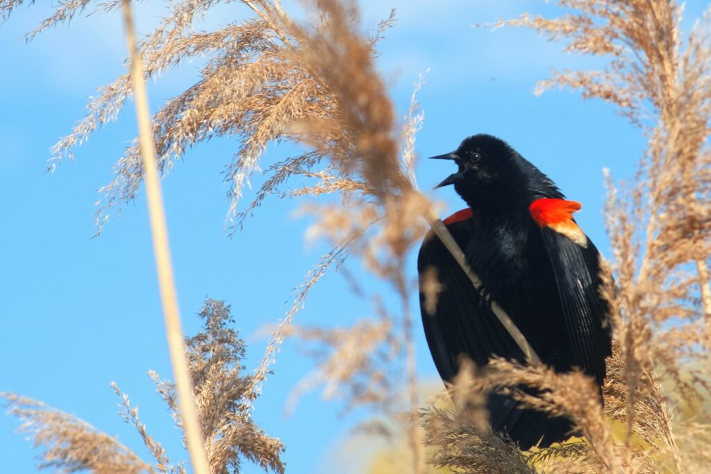 A male Red-winged Blackbird with glossy black plumage and red shoulder patches sings among dry reeds.