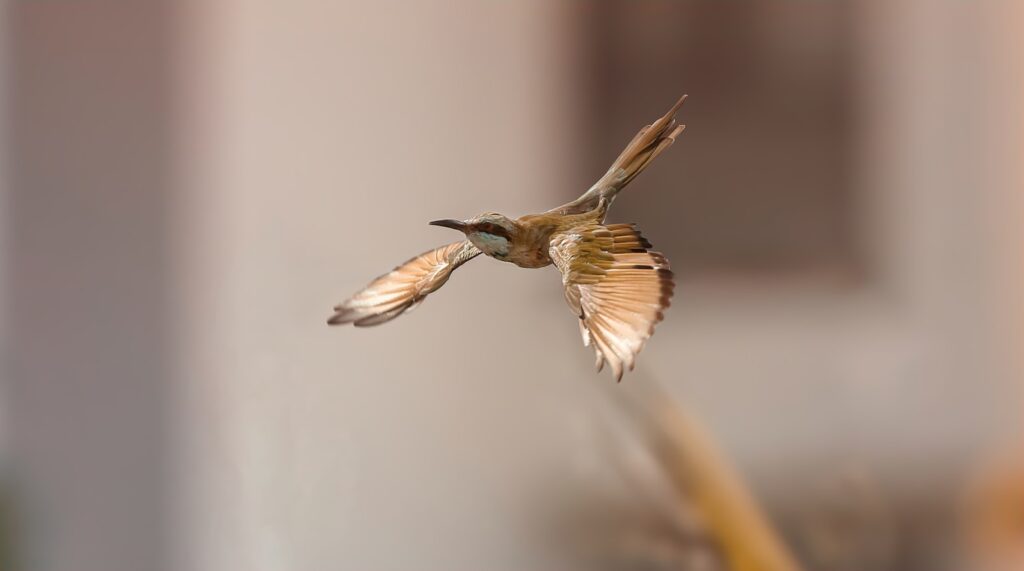 A Scale-throated Earthcreeper is captured mid-flight with its wings spread.