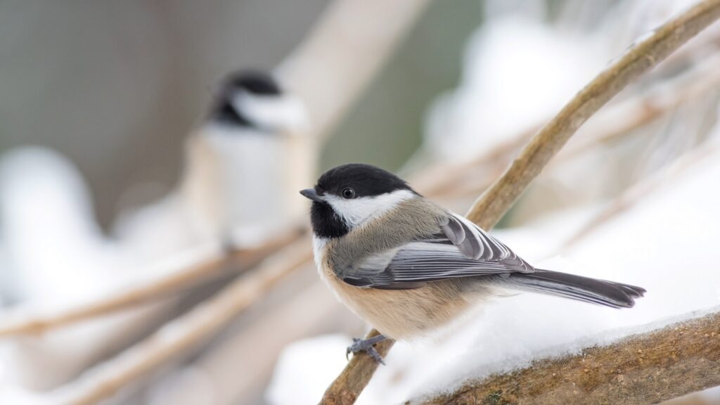 A black-capped chickadee with black, white, and grey plumage perches on a snow-dusted branch.