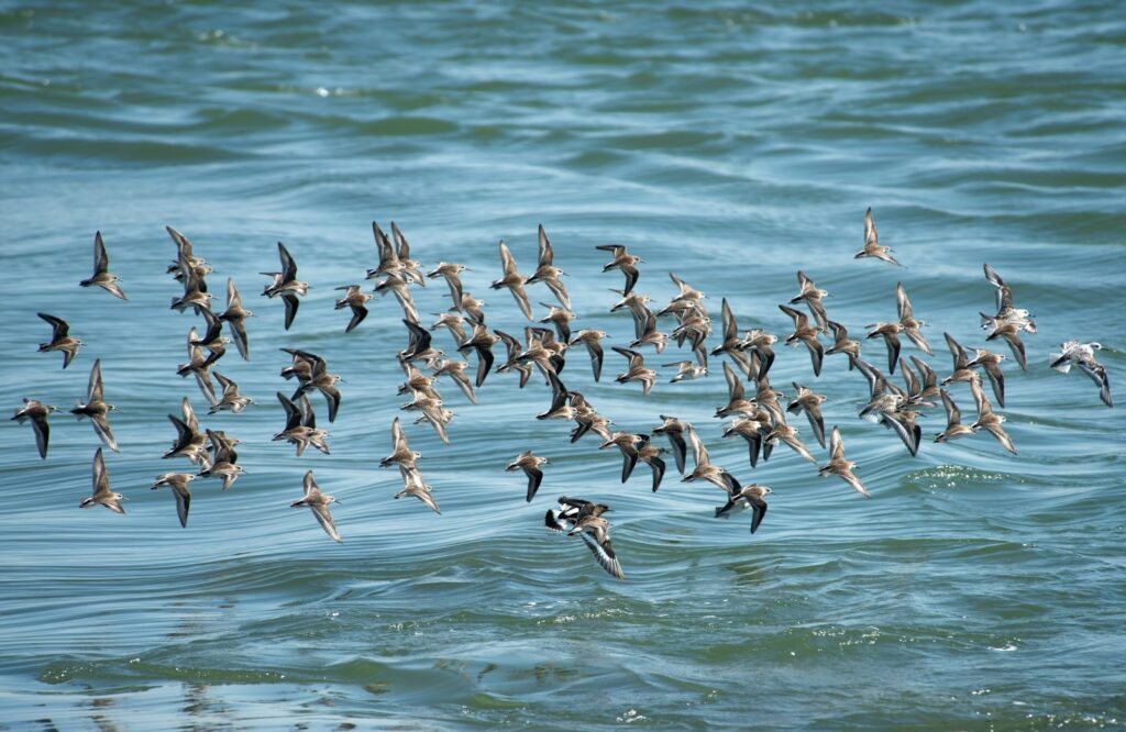 A large flock of small shorebirds, possibly Dunlin or Sanderling, flies over choppy water.
