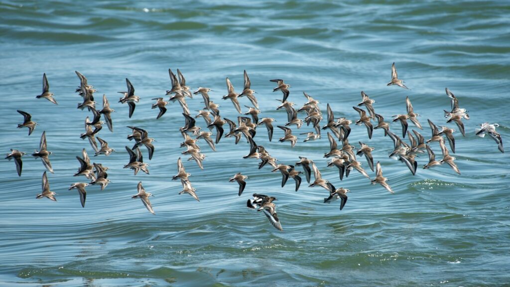 A large flock of small shorebirds, possibly Dunlin or Sanderling, flies over choppy water.