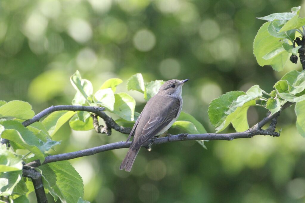 Spotted flycatcher perched on a leafy branch.