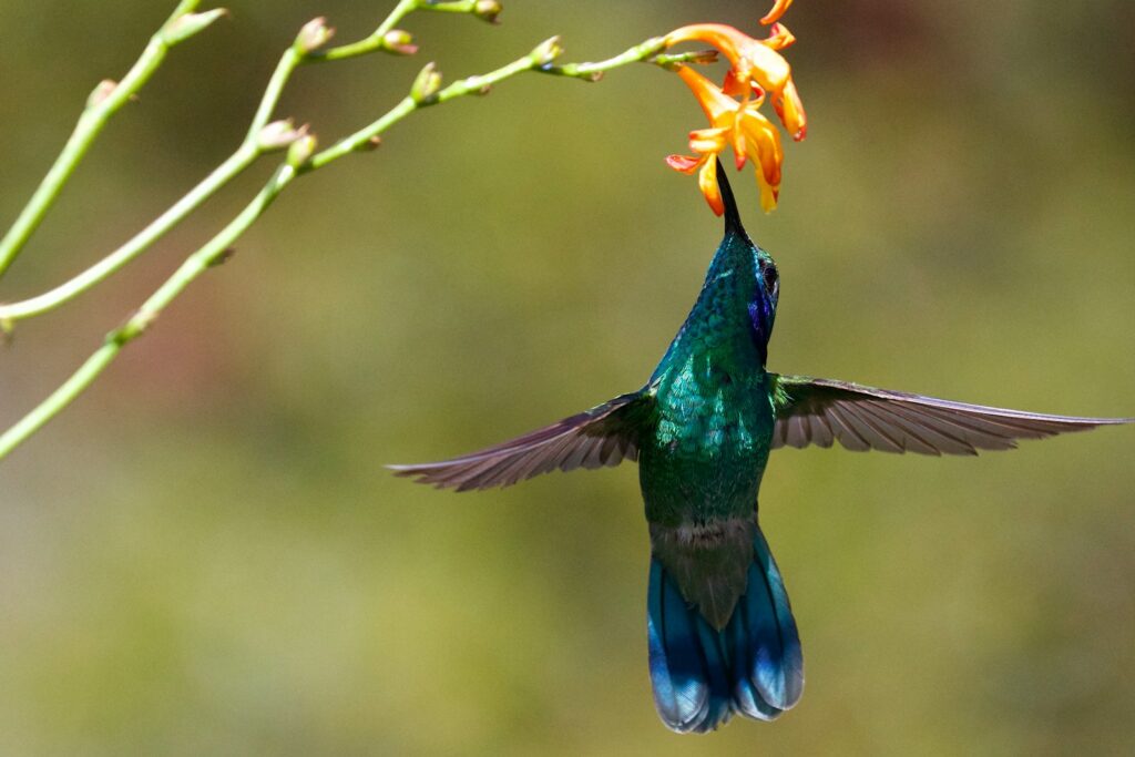 A Sparkling Violetear hummingbird feeds on nectar from an orange flower.