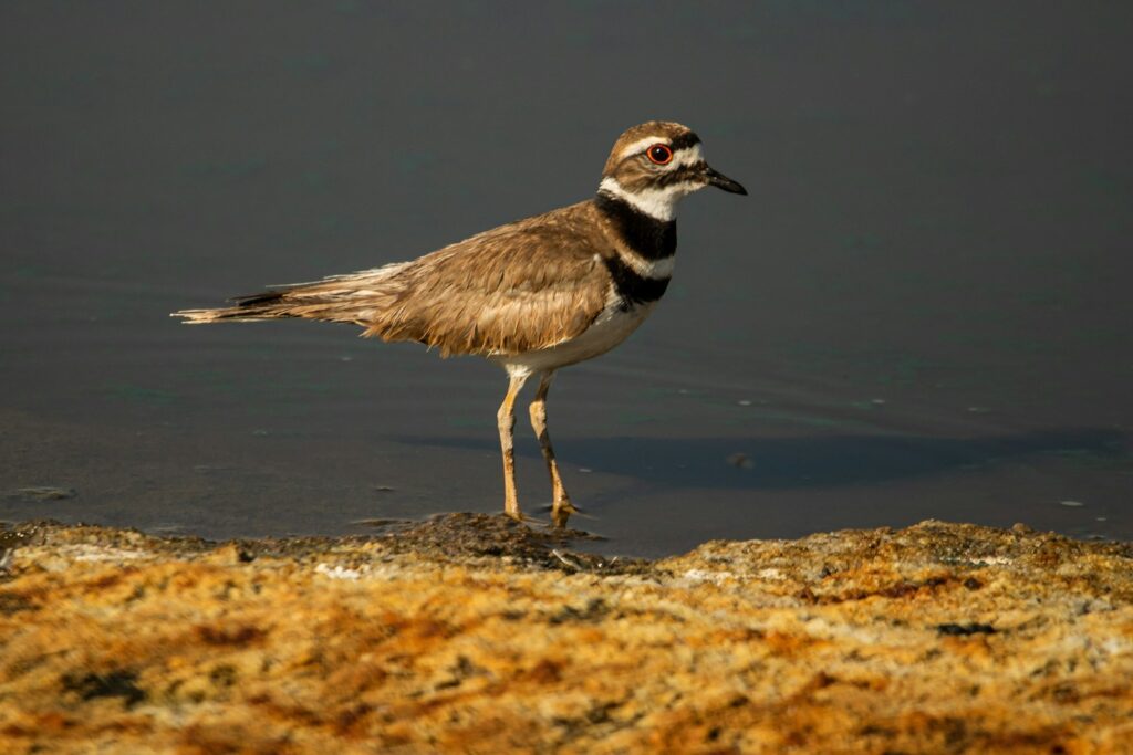 A killdeer wader stands near the edge of the water.