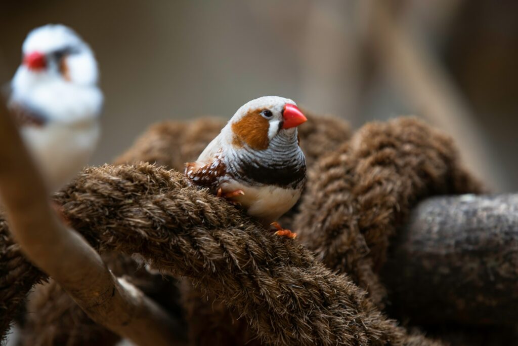 A couple of birds sitting on top of a tree branch.