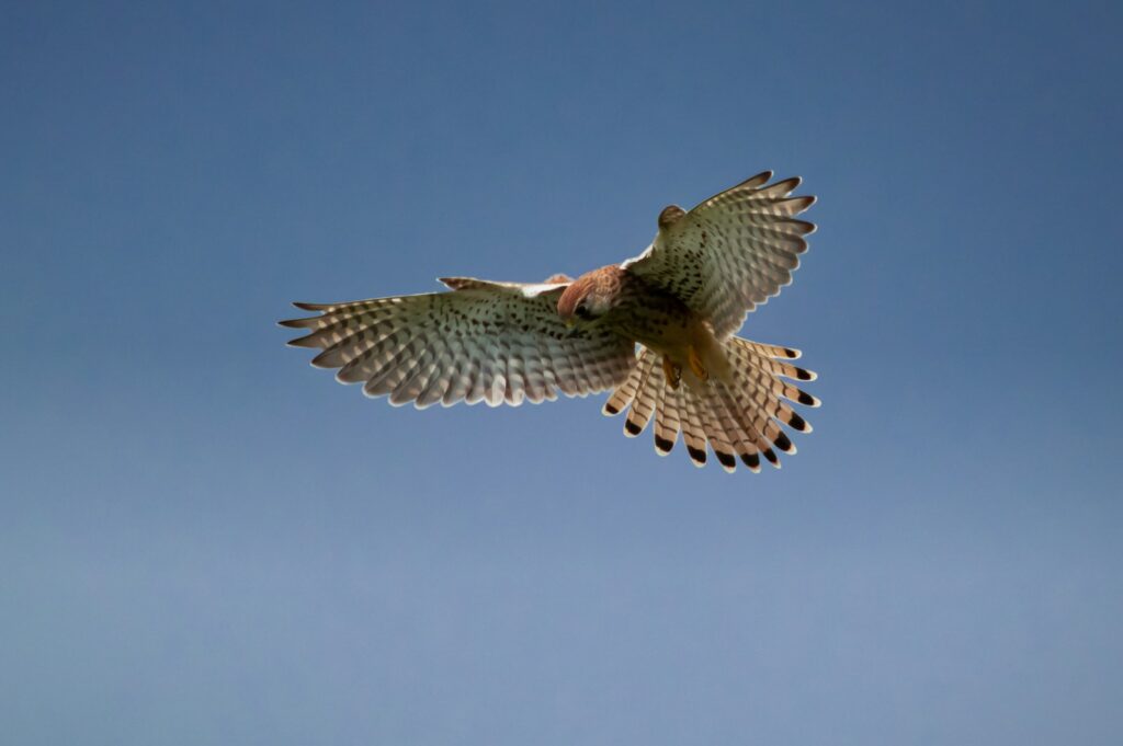 A Common Kestrel flies against a clear blue sky.