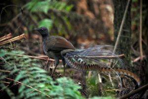 A superb lyrebird with a long tail standing in the woods.