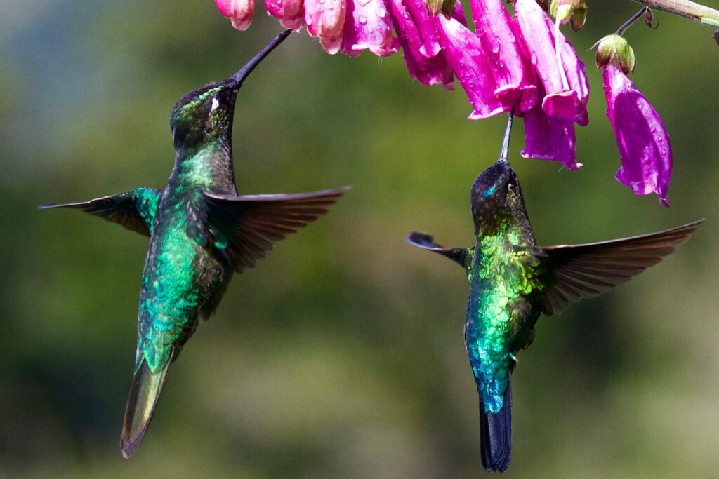 Two Velvet-purple coronets hover, feeding on nectar from vibrant pink flowers.