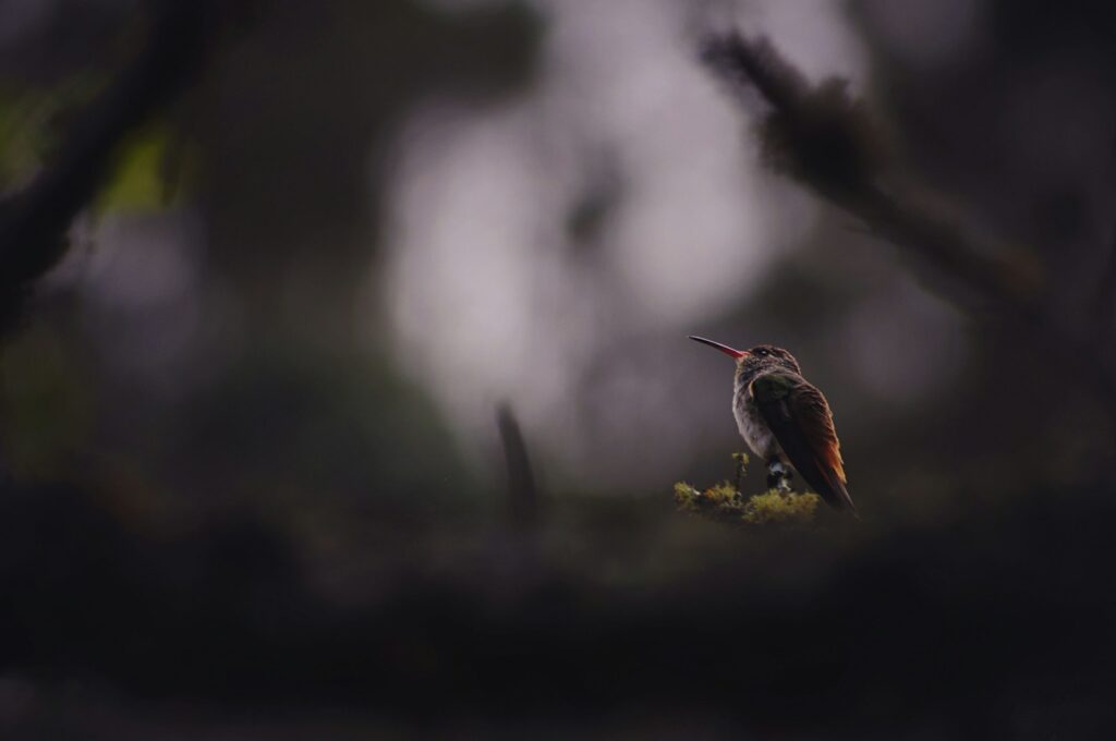 A rufous-throated sapphire perches delicately on a small branch.