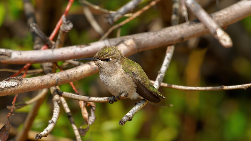 A hummingbird rests on a tree branch.
